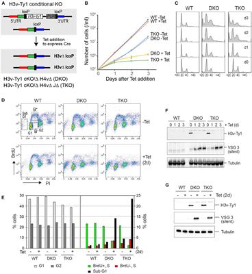 Genetic Interaction Between Site-Specific Epigenetic Marks and Roles of H4v in Transcription Termination in Trypanosoma brucei